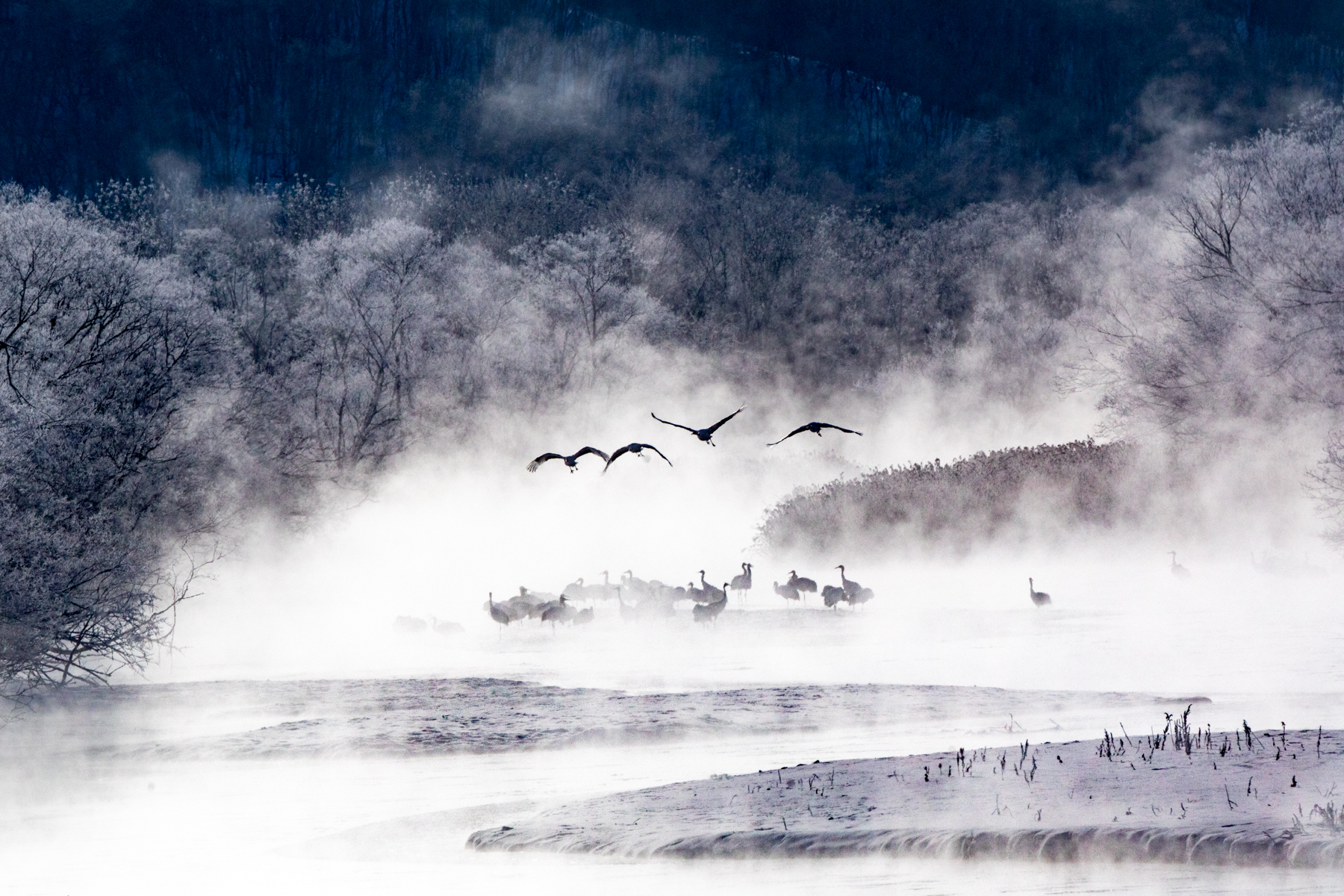 Red-crowned Cranes leaving their atmospheric roost at Otawa in Hokkaido (image by Mark Beaman)