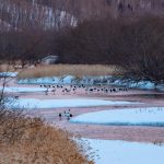 Red-crowned Cranes at their river roost at Otawa in Hokkaido. A Red Fox is watching them from the left side (image by Mark Beaman)