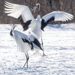 The dancing of the Red-crowned Cranes is one of the marvels of Hokkaido (image by Mark Beaman)