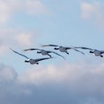 Red-crowned Cranes flighting to roost (image by Mark Beaman)