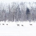 Sika Deer on the march (image by Mark Beaman)
