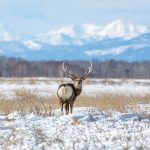 A male Sika Deer amidst Hokkaido's spectacular landscape (image by Mark Beaman)