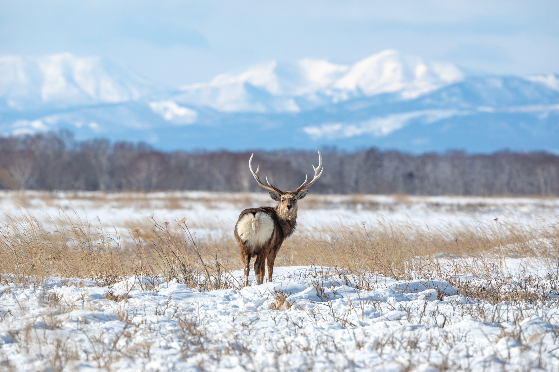 A male Sika Deer amidst Hokkaido's spectacular landscape (image by Mark Beaman)