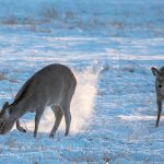 In winter Sika Deer often have to dig for food in the powdery snow (image by Mark Beaman)