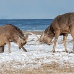 Sika Deer rutting in Hokkaido, Japan (image by Mark Beaman)
