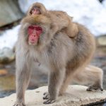 Mother and baby on the move (image by Mark Beaman)