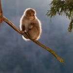 A backlit Snow Monkey near sunset (image by Mark Beaman)