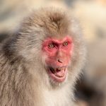A Snow Monkey grimaces with fear when challenged by a dominant adult (image by Mark Beaman)