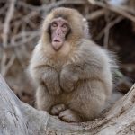 Some young Snow Monkeys look like strange little forest goblins (image by Mark Beaman)