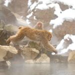 And you thought only humans dived into the swimming bath? (image by Mark Beaman)
