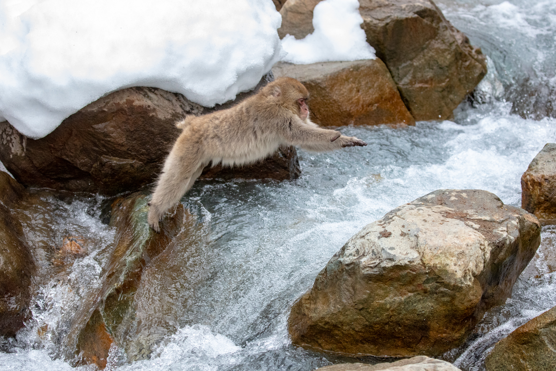 Snow Monkeys are good jumpers (image by Mark Beaman)