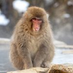 Snow Monkeys often betray their feelings about the much larger monkeys watching and photographing them (image by Mark Beaman)