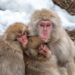 Snow Monkeys often huddle together for warmth in the cold winter of the Japanese Alps (image by Mark Beaman)