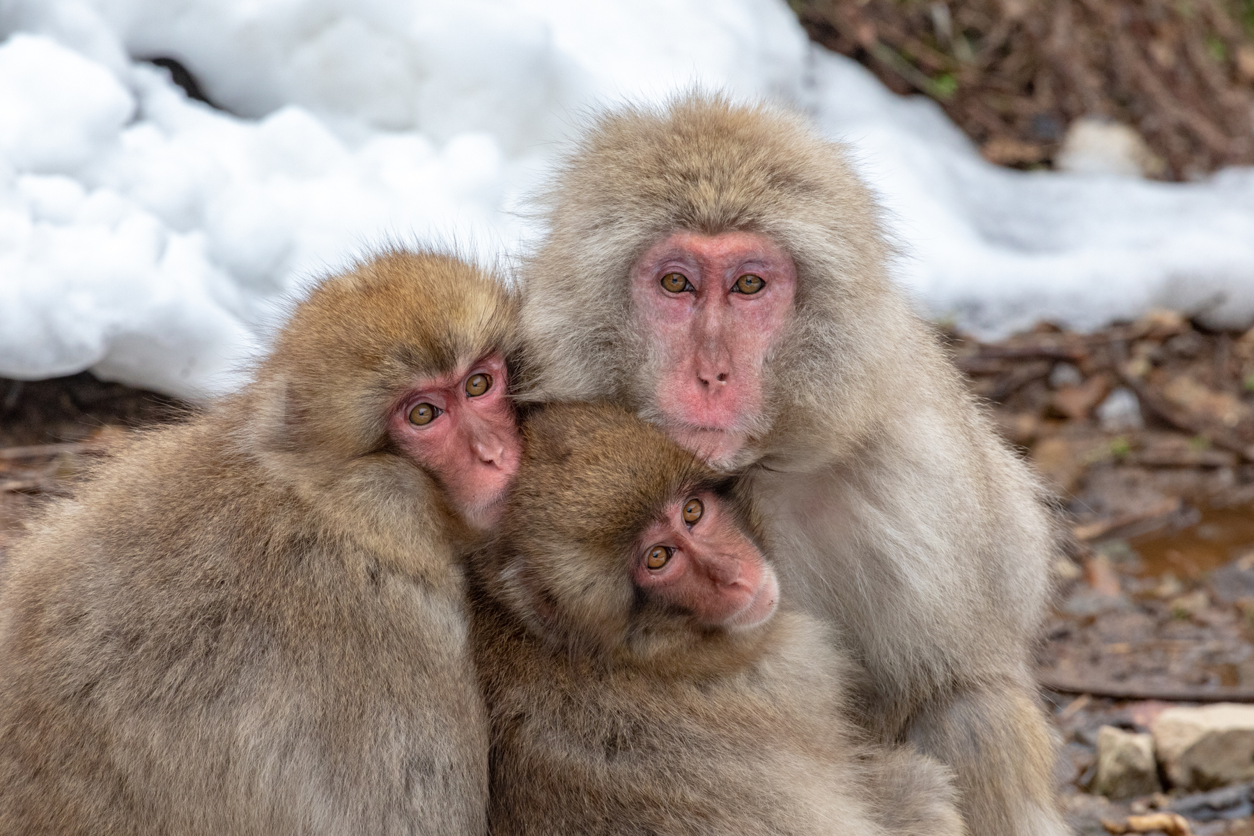 Snow Monkeys often huddle together for warmth in the cold winter of the Japanese Alps (image by Mark Beaman)