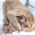 Play fighting is a way of establishing and confirming social position in young Snow Monkeys or Japanese Macaques (image by Mark Beaman)
