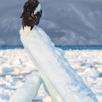 A Steller's Sea Eagle surveys its wintry domain from an upflung block of sea ice (image by Mark Beaman)