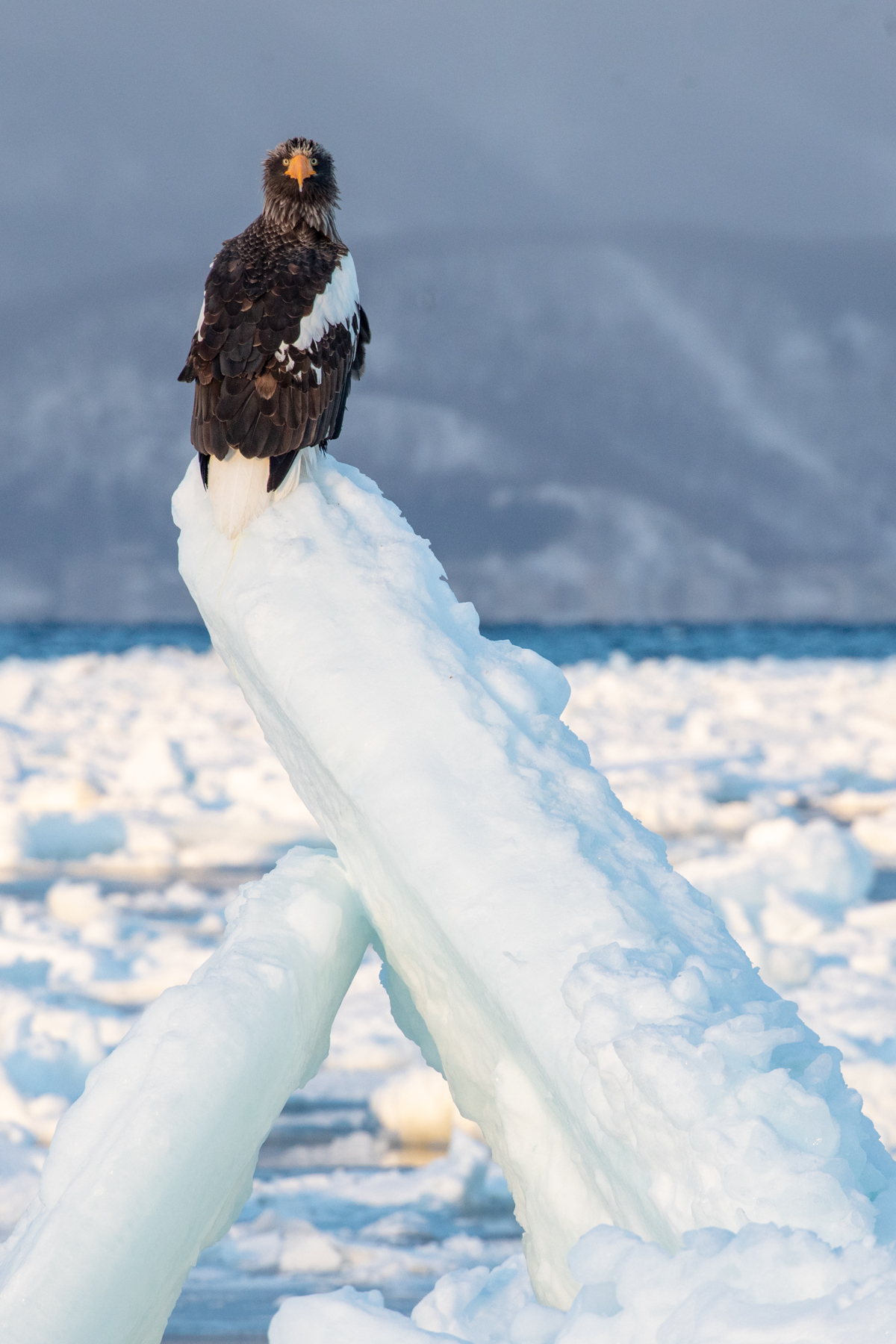 A Steller's Sea Eagle surveys its wintry domain from an upflung block of sea ice (image by Mark Beaman)