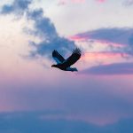 Eagle dawn (image by Mark Beaman)