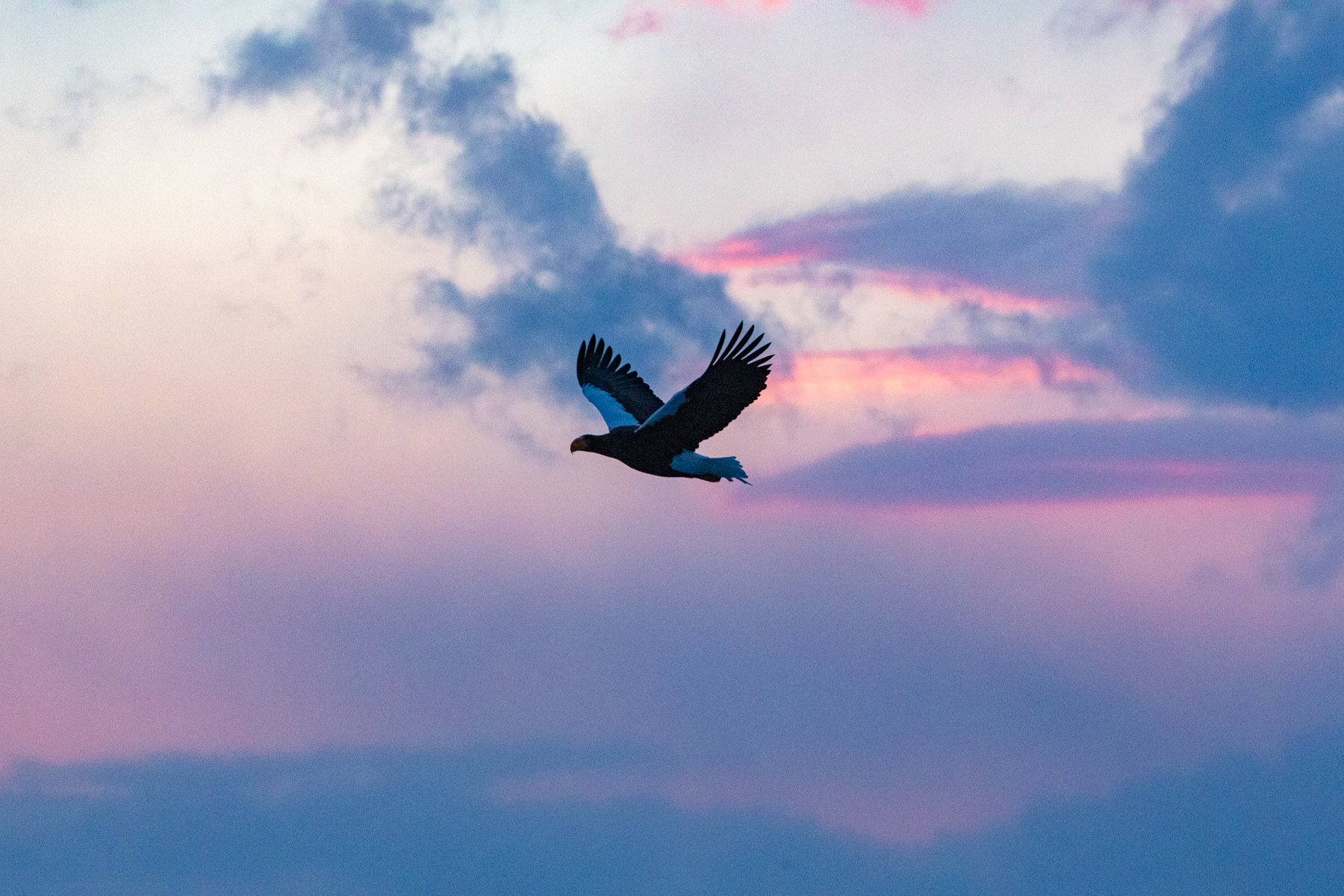 Eagle dawn (image by Mark Beaman)