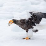 Steller's Sea Eagle with fish (image by Mark Beaman)
