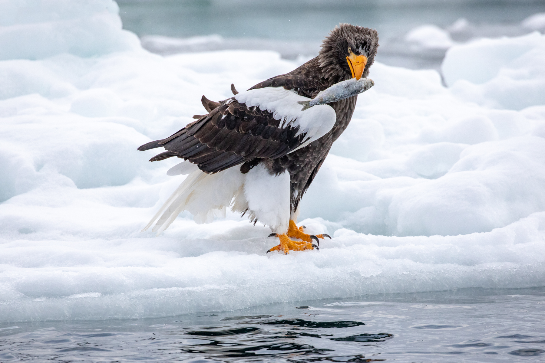 Steller's Sea Eagle with fish (image by Mark Beaman)