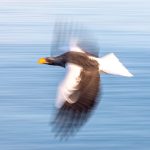 Steller's Sea Eagle motion blur (image by Mark Beaman)