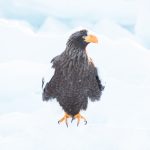 Steller's Sea Eagle amidst the ice (image by Mark Beaman)