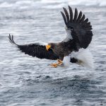 A Steller's Sea Eagle 'brakes' at the last moment as it dives for food (image by Mark Beaman)