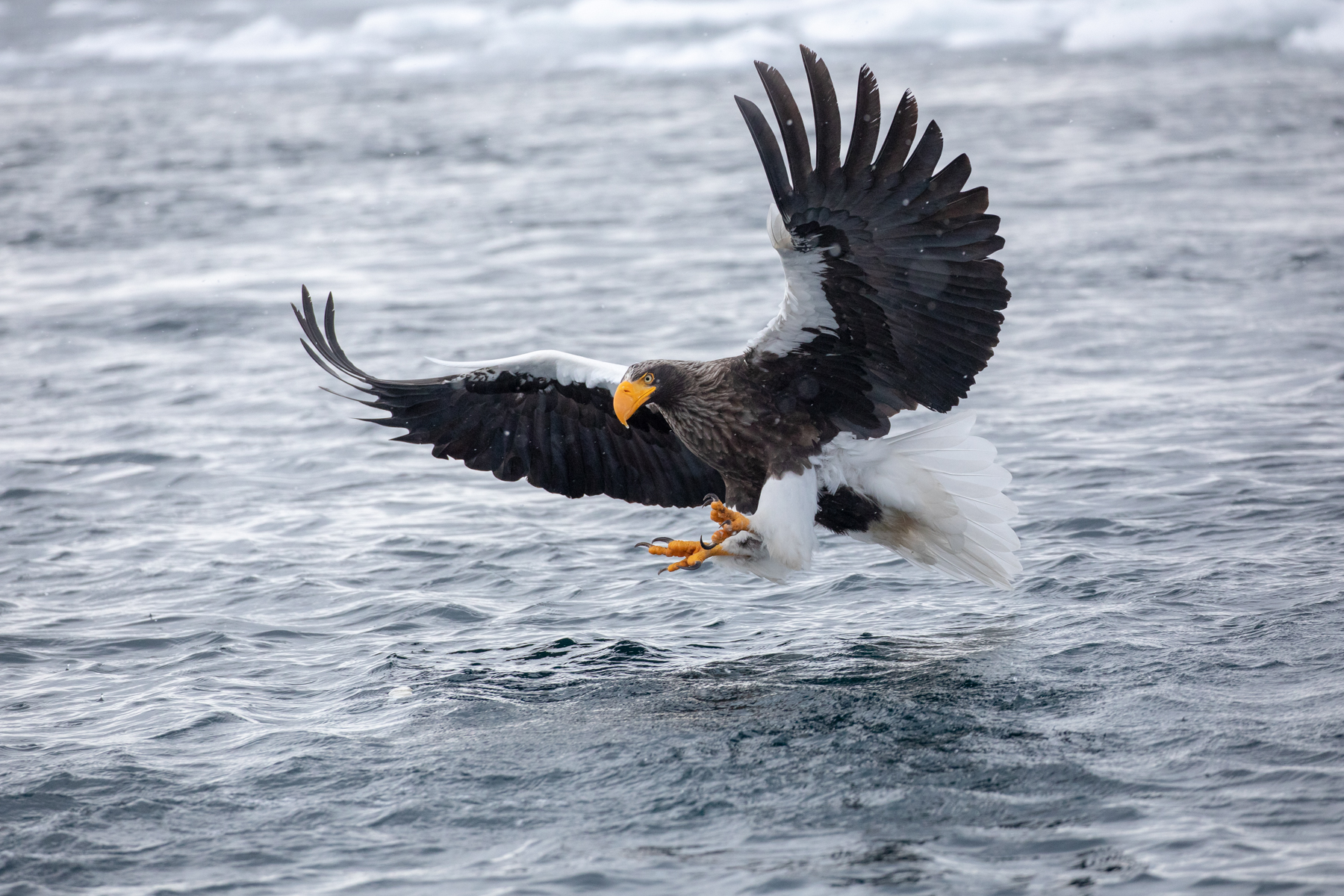A Steller's Sea Eagle 'brakes' at the last moment as it dives for food (image by Mark Beaman)