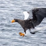 A Steller's Sea Eagle plunges down to catch a fish (image by Mark Beaman)