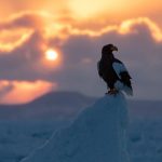 Steller's sunrise (image by Mark Beaman)