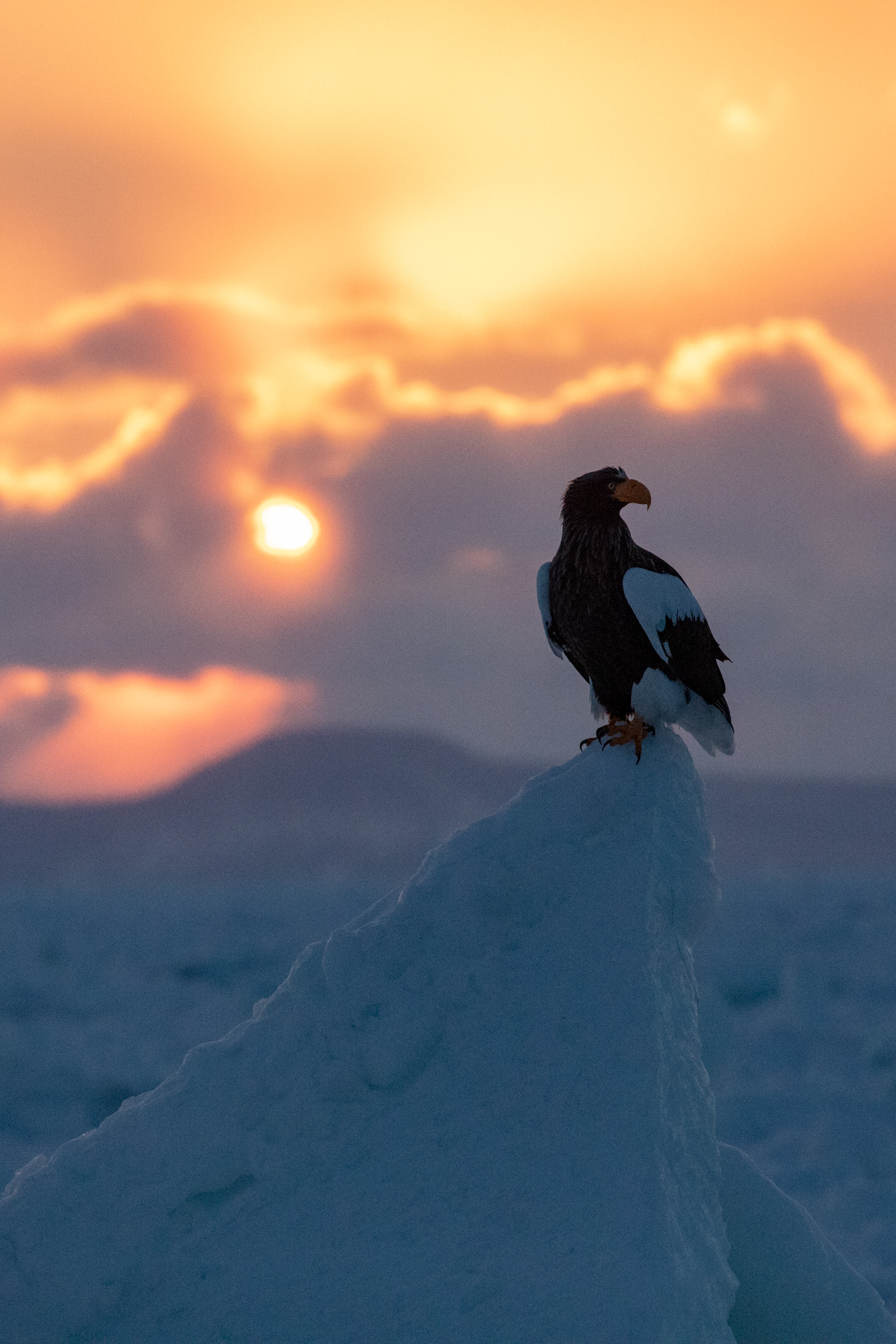 Steller's sunrise (image by Mark Beaman)