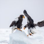 A pair of magnificent Steller's Sea Eagles amidst the ice off Rausu, Hokkaido (image by Mark Beaman)