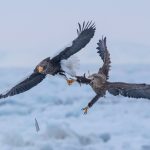 A Steller's Sea Eagle forces a White-tailed Eagle to drop a piece of fish by grabbing hold of its leg and talons! (image by Mark Beaman)