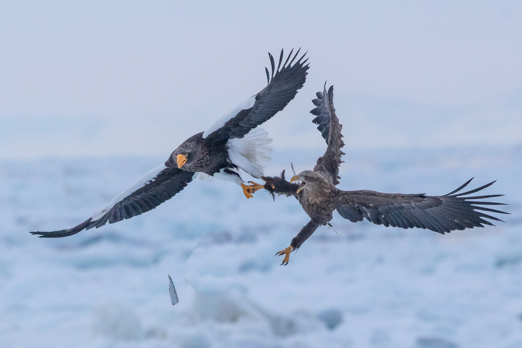 A Steller's Sea Eagle forces a White-tailed Eagle to drop a piece of fish by grabbing hold of its leg and talons! (image by Mark Beaman)