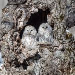 A pair of Ural Owls at their roosting tree in Hokkaido, Japan (image by Mark Beaman)