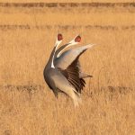 A pair of White-naped Cranes display together at Arasaki, Japan (image by Mark Beaman)