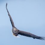 An adult White-tailed Eagle in flight is an impressive sight (image by Mark Beaman)