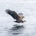 An adult White-tailed Eagle dives for a fish (image by Mark Beaman)