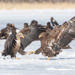 Adult and immature White-tailed Eagles talon-grapple as they squabble over food (image by Mark Beaman)