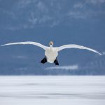 A Whooper Swan comes in to land (image by Mark Beaman)