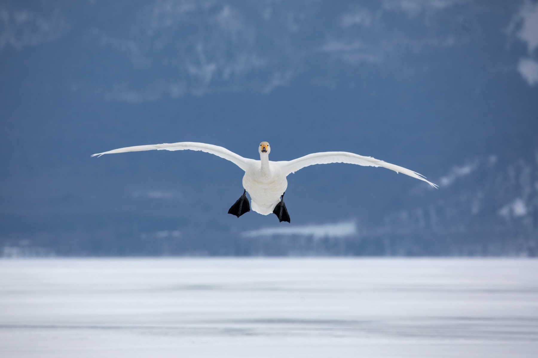 A Whooper Swan comes in to land (image by Mark Beaman)