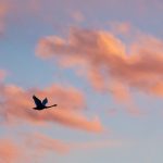 A late Whooper Swan heads for its roosting site at sunset (image by Mark Beaman)