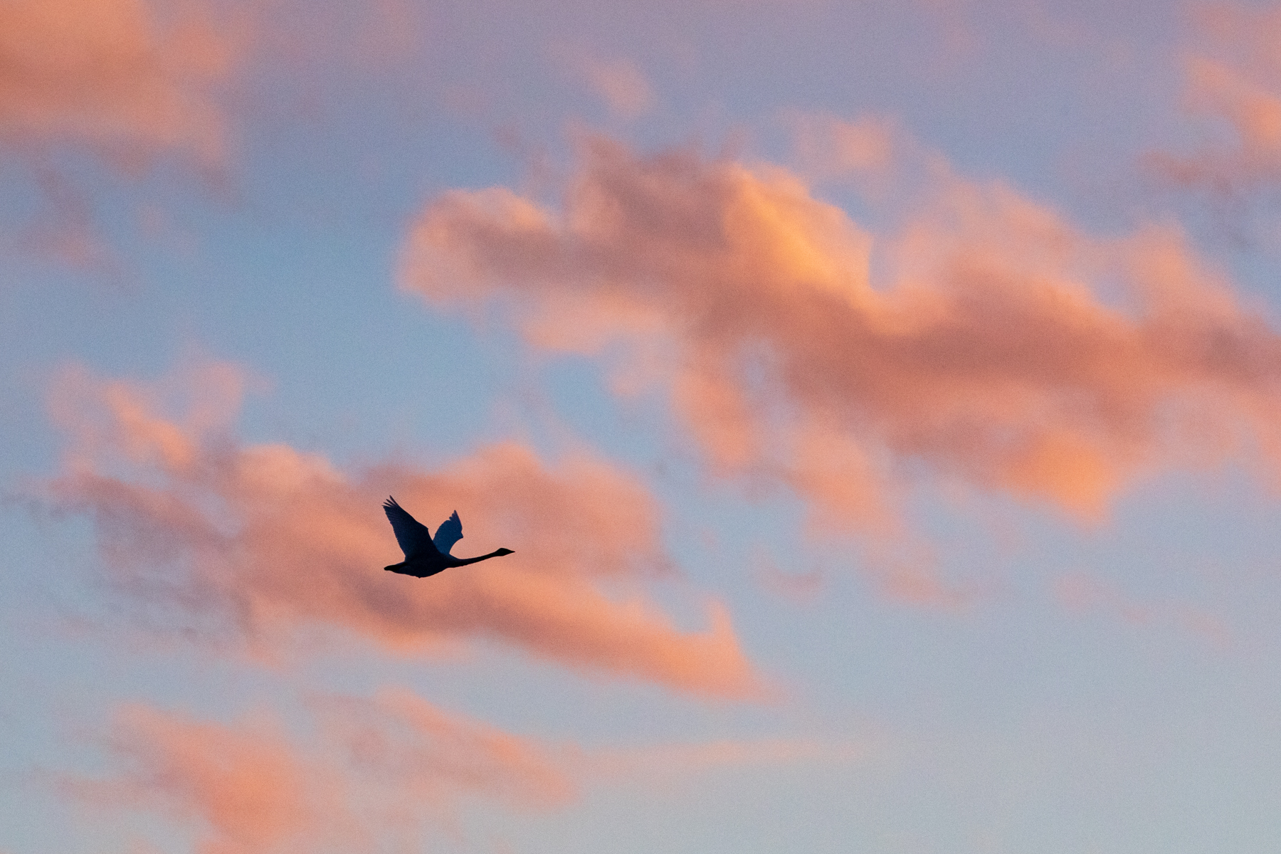 A late Whooper Swan heads for its roosting site at sunset (image by Mark Beaman)