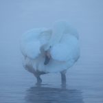 Misty Whooper Swan (image by Mark Beaman)