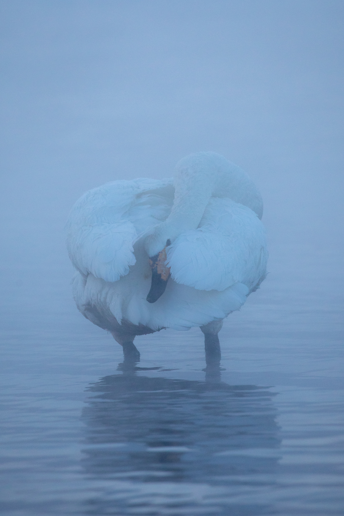Misty Whooper Swan (image by Mark Beaman)