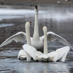 Whooper Swans displaying at Lake Kussharo, Hokkaido (image by Mark Beaman)