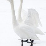 Whooper Swans displaying (image by Mark Beaman)