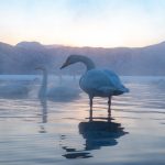 Whooper Swans at dusk at Lake Kussharo (image by Mark Beaman)