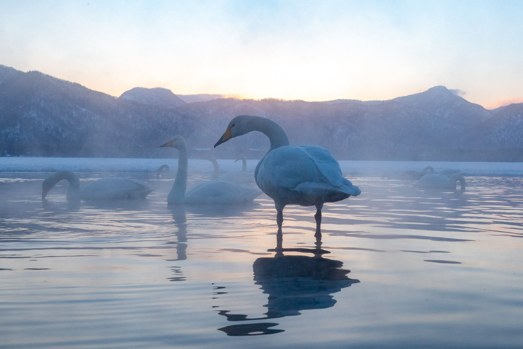 Whooper Swans at dusk at Lake Kussharo (image by Mark Beaman)